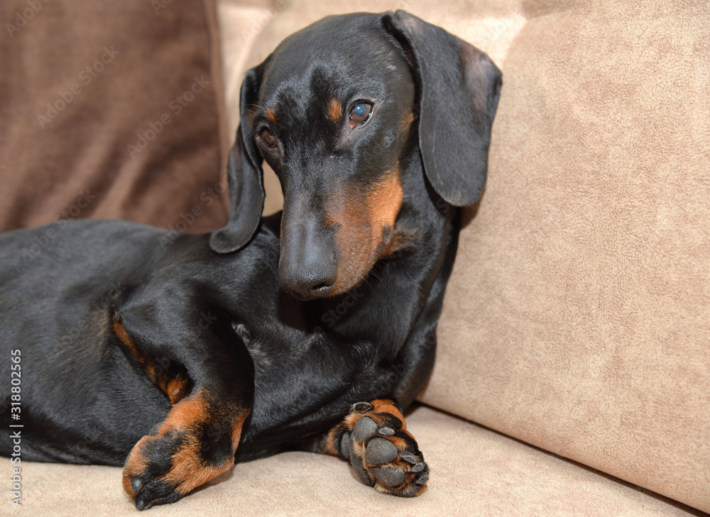 Black and tan dachshund lying on brown sofa