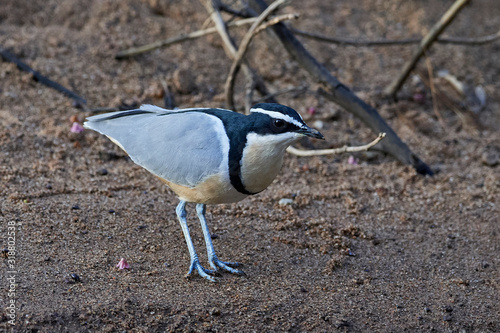 Obraz na plátne Egyptian plover (Pluvianus aegyptius)