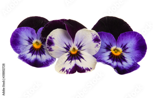 pansies isolated