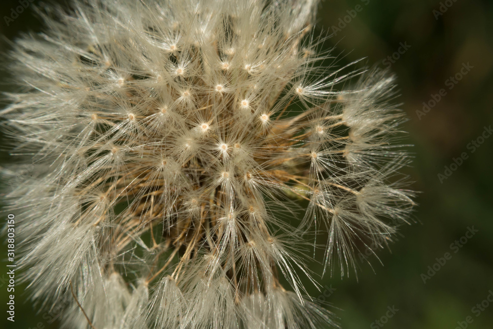 Obraz premium Overblown dandelion with seeds flying away with the wind