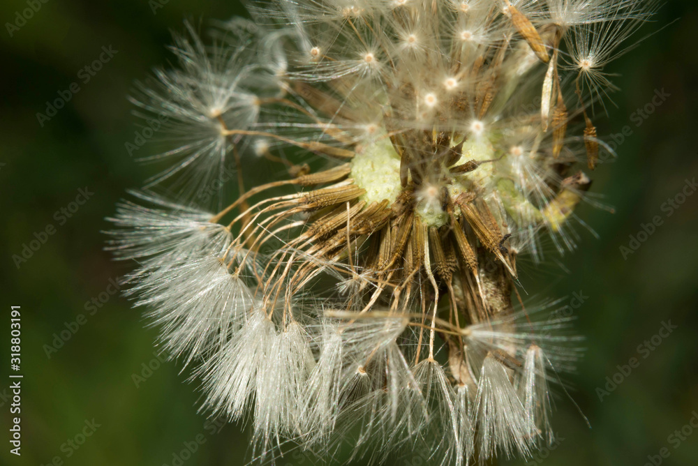 Fototapeta premium Overblown dandelion with seeds flying away with the wind