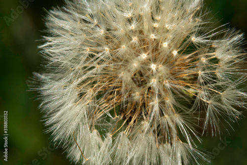 Overblown dandelion with seeds flying away with the wind