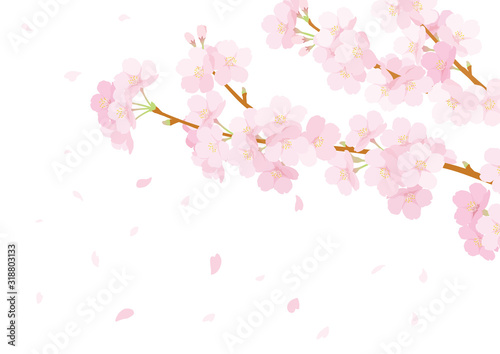 桜 © perisuta