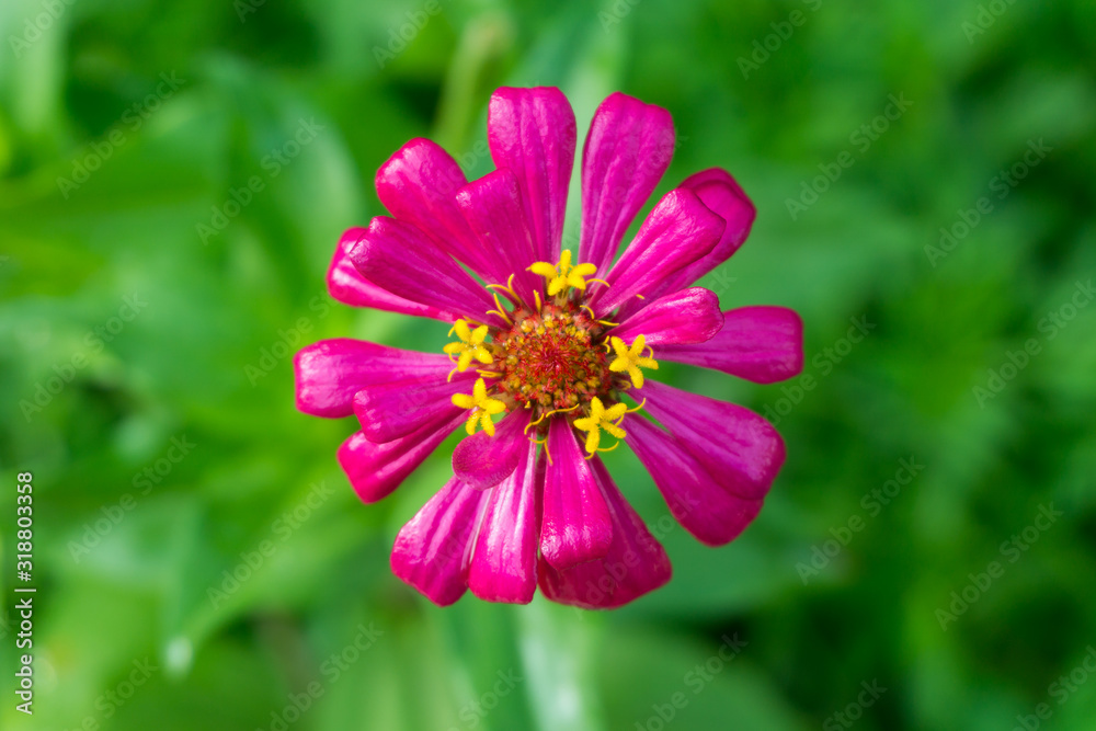 Cosmos Sulfur pink flower in the garden Cosmos Sulfur pink flower in the garden