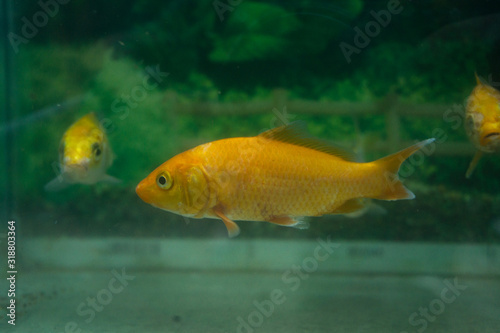 Yellow fish in aquarium