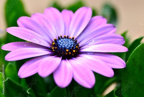 spanish daisy soft focus