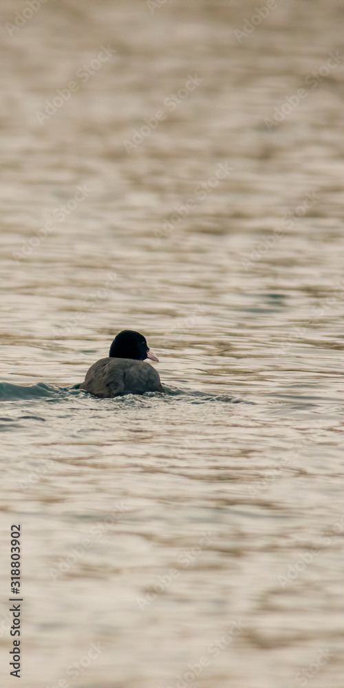 Fototapeta premium Birds in the water on the pond