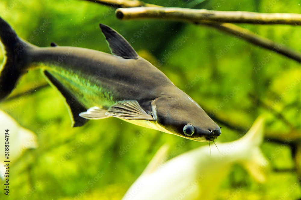 Pangasius predatory fish in natural habitat (Pangasianodon hypophthalmus)  Stock Photo | Adobe Stock