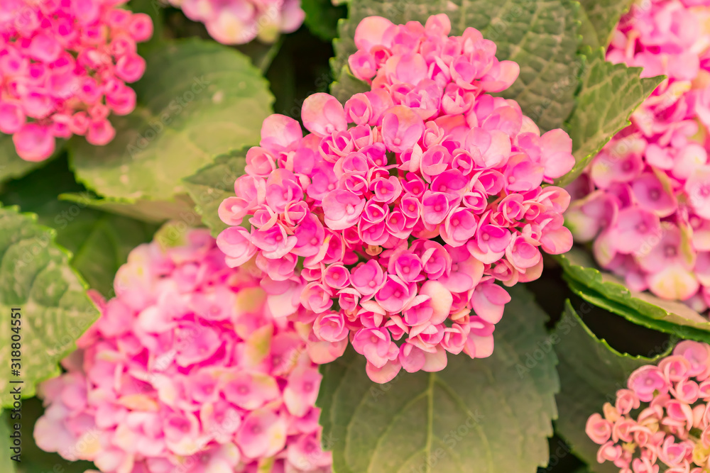 beautiful blooming pink hydrangea flowers background beautiful blooming pink hydrangea flowers background