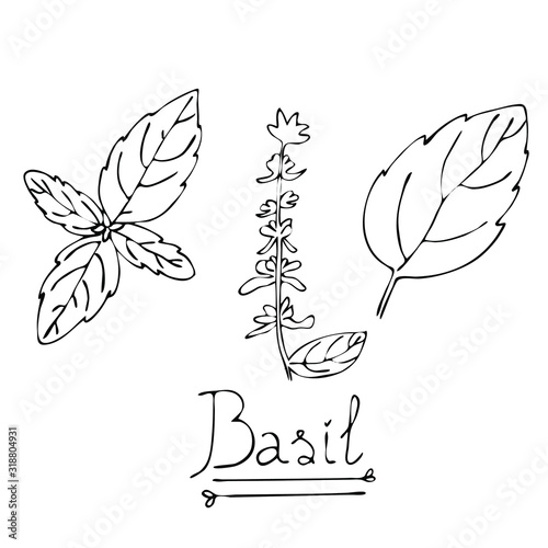 Hand drawn basil vector illustration.