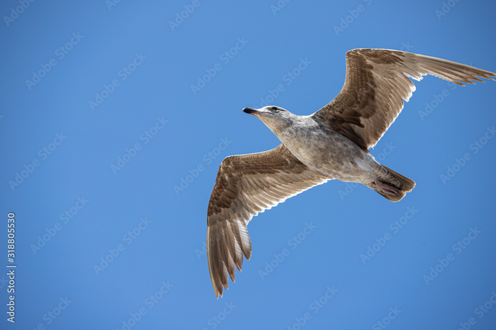 Obraz premium seagull in flight