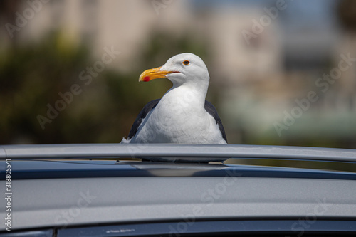 seagull in post on car roof