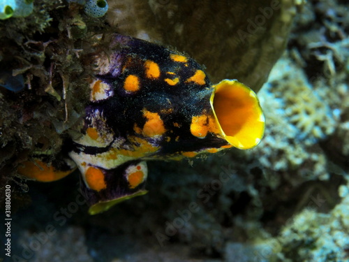 The amazing and mysterious underwater world of Indonesia, North Sulawesi, Manado, sea squirt