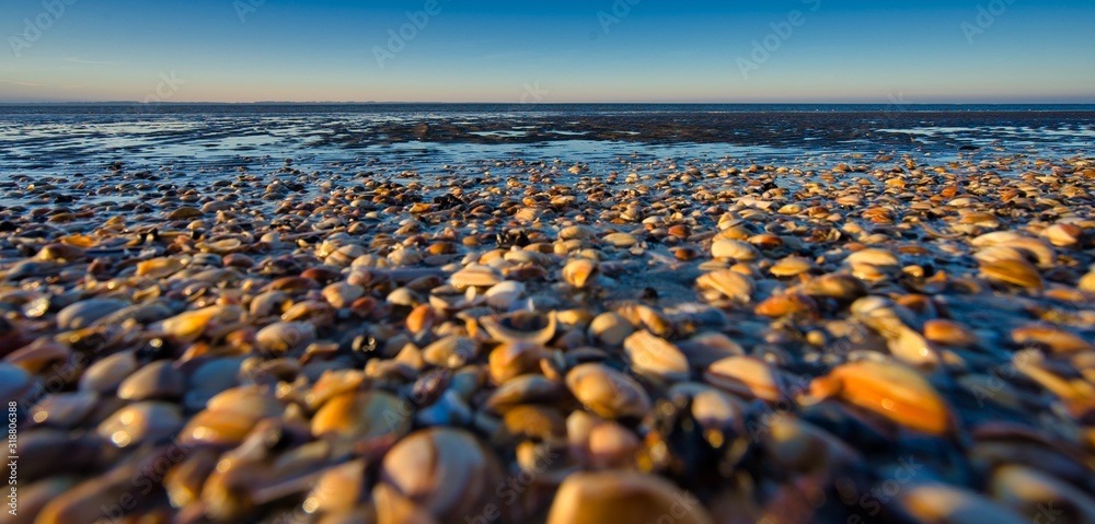 Obraz premium Dutch beach with shells and reflection at sunset Netherlands