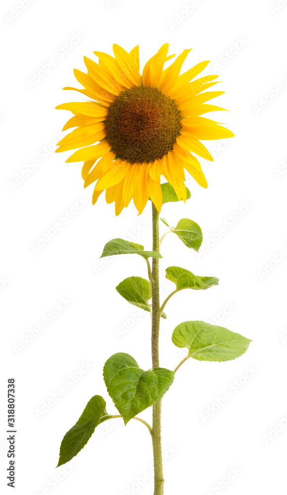 Fototapeta premium sunflower flower