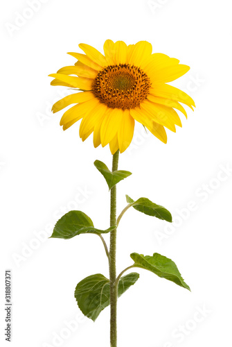 sunflower flower