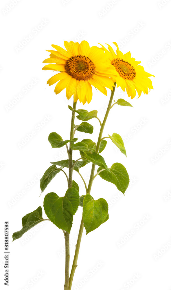 Fototapeta premium sunflower flower