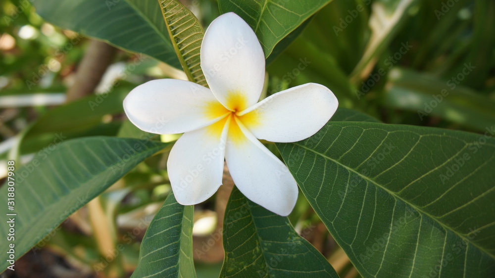 Frangipani plubago white flower green leaves