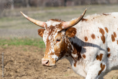 Profile of white Longhorn calf with brown spots