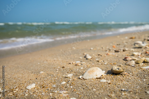 shell on the beach © AOFTO