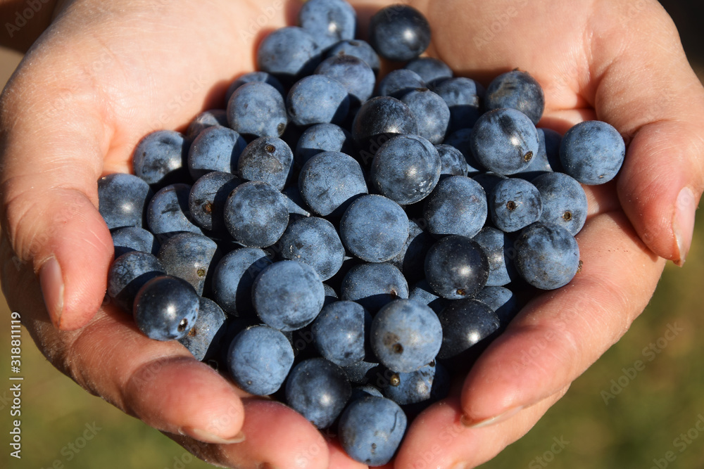 Blackthorn berries in the hands Blackthorn berries in the hands