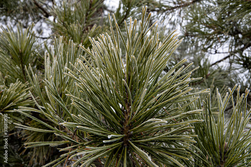 Green needles of a pine branch in hoarfrost in winter.