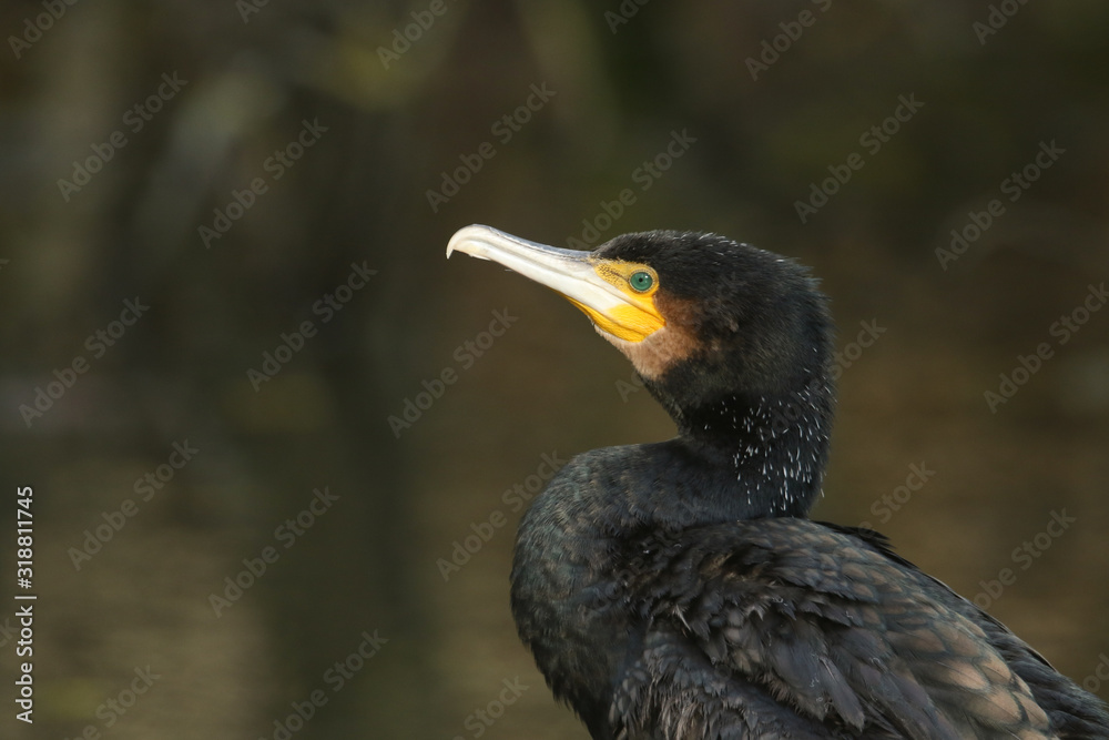 Fototapeta premium A head shot of a magnificent hunting Cormorant, Phalacrocorax carbo.