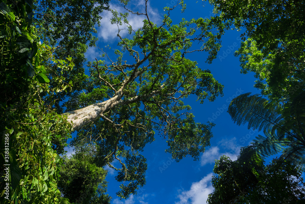 Obraz premium tree in the sky