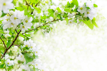 White blooming flowers on apple tree branches, soft focus, green leaves blurred background, beautiful spring cherry blossom border, sakura floral corner design, springtime natural frame, copy space