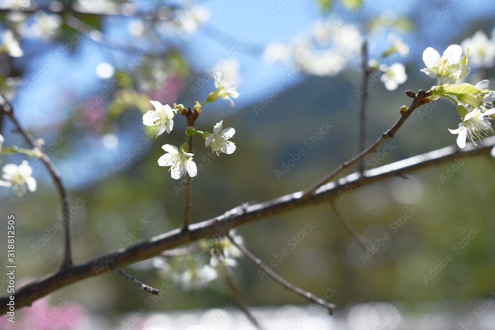 spring, tree, nature, sky, flower, blossom, branch, leaf, plant, green, blue, cherry, bloom, season, leaves, flowers, garden, white, bud, summer, growth, blooming, flora, yellow, beauty spring, tree, nature, sky, flower, blossom, branch, leaf, plant, green, blue, cherry, bloom, season, leaves, flowers, garden, white, bud, summer, growth, blooming, flora, yellow, beauty
