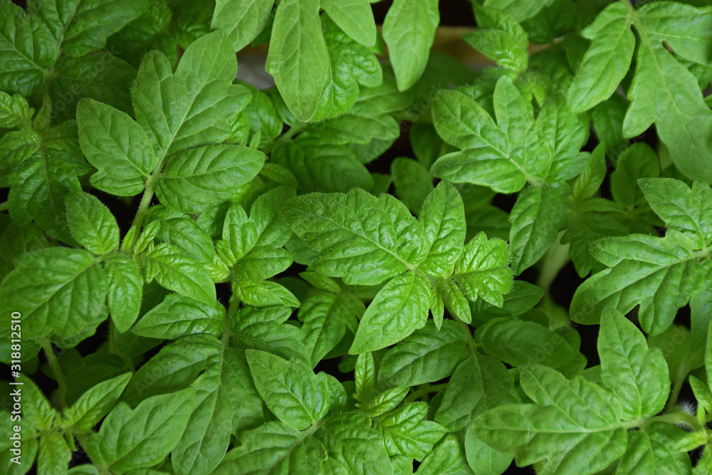Spring tomatoes leaves excellent background Spring tomatoes leaves excellent background