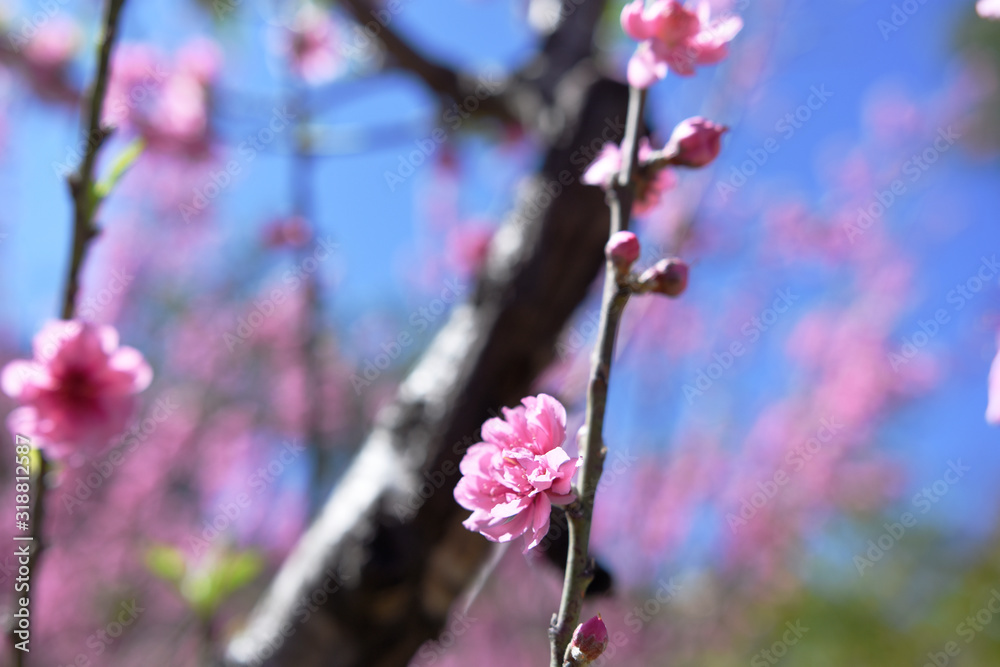 moment of beautiful peach tree over day light in winter season. moment of beautiful peach tree over day light in winter season.