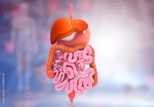 Human digestive system on scientific background. 3d illustration. photo