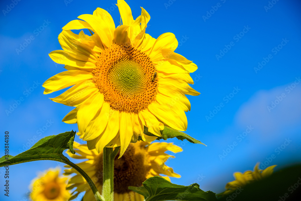 Sunflower flowers on blue sky background Sunflower flowers on blue sky background