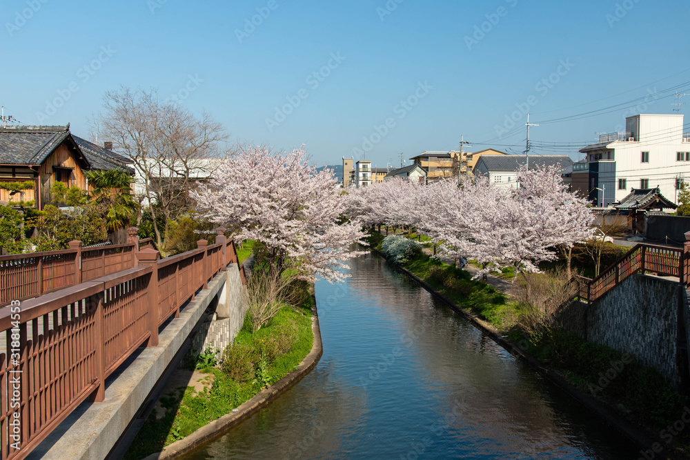 青空が映って青い色になった運河と桜