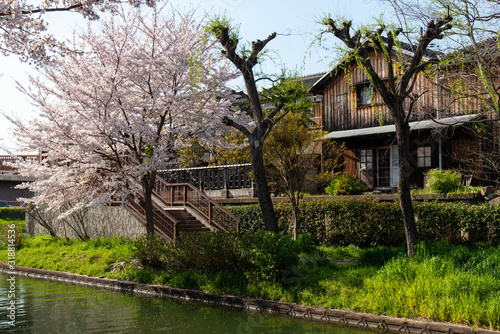 古い木造建築と桜の花 © sigmaphoto