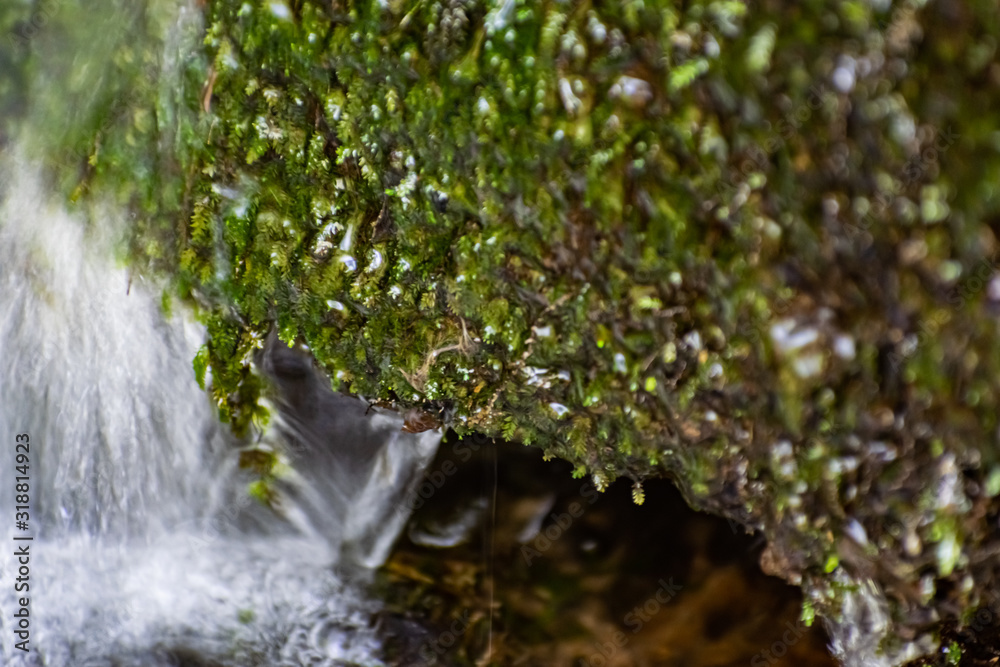 Fototapeta premium A small natural waterfall in the forest, among stones, branches and logs. There is a lot of green vegetation and moss around. The murmur of a pure natural stream flowing down to the source