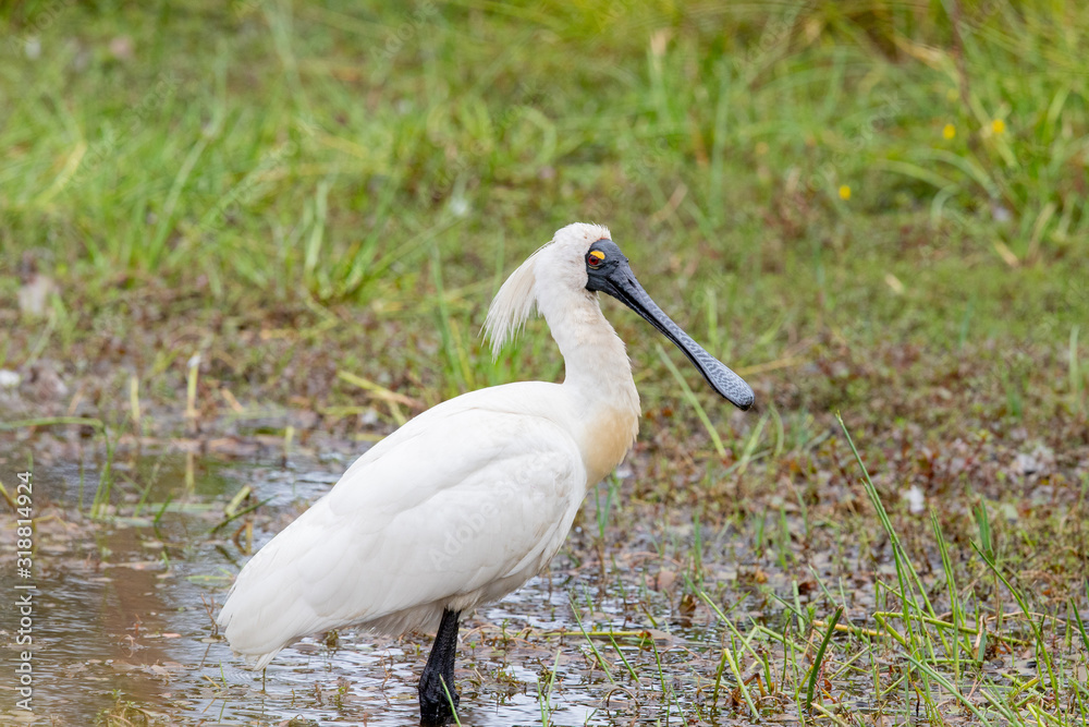 Royal Spoonbill in New Zealand Royal Spoonbill in New Zealand