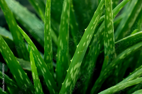 The green leaves of the plant Aloe Vera are herbs.