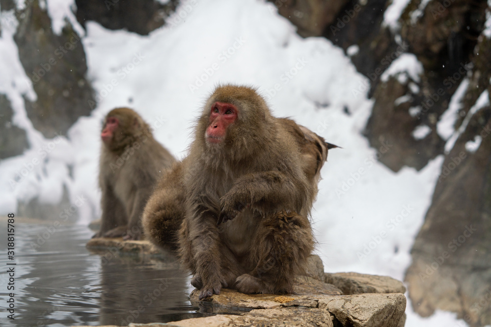 Naklejka premium スノーモンキー ニホンザル 地獄谷野猿公苑