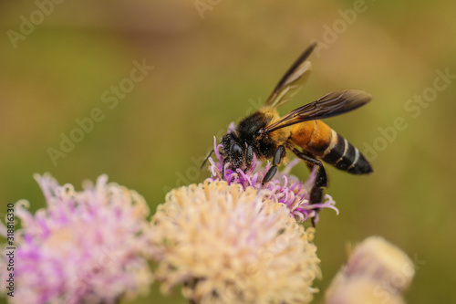 Honeybee on flower, bee closeup 