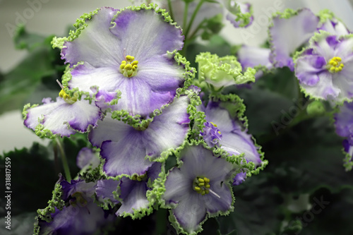 Beautiful Saintpaulia or Uzumbar violet. Pink indoor flowers close-up. Natural floral background. photo