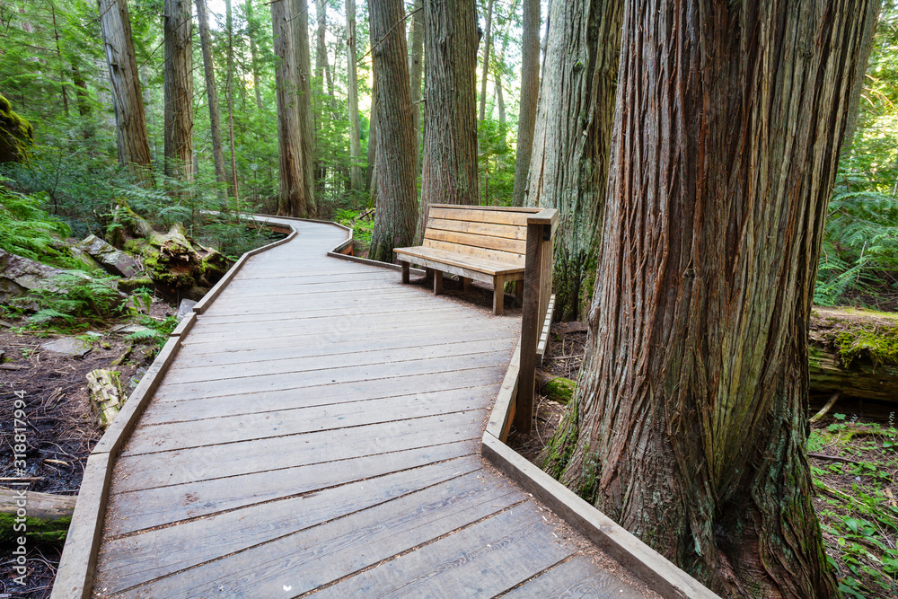 Fototapeta premium Boardwalk in the forest