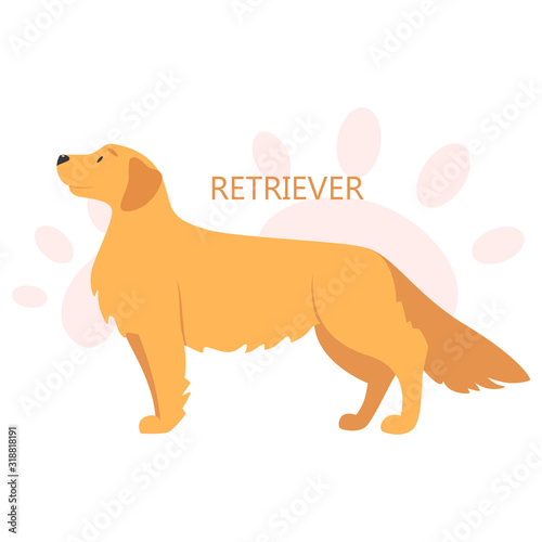 Retriever. Beautiful purebred dog. Cute funny domestic pet.