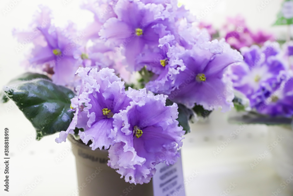 Naklejka premium Beautiful Saintpaulia or Uzumbar violet. Pink indoor flowers close-up. Natural floral background.