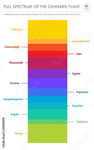 Full Specturm of the Cannabis Plant vertical business infographic illustration about cannabis as herbal alternative medicine and chemical therapy, healthcare and medical science vector.