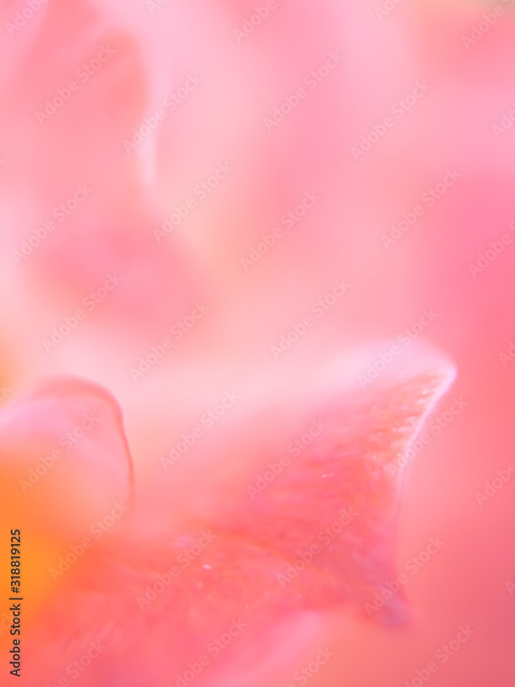 Fototapeta premium Blurred close-up flowers for the background. blurred image
