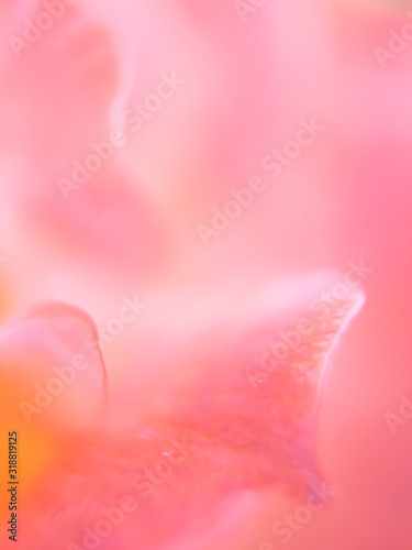 Blurred close-up flowers for the background. blurred image