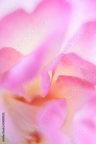 Blurred close-up flowers for the background. blurred image