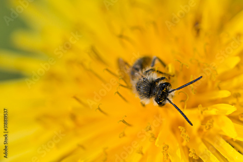 bee in a yellow flower